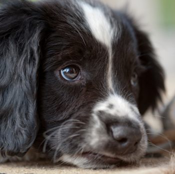 sad black and white dog