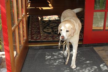 yellow lab with leash