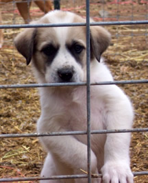 pup behind bars