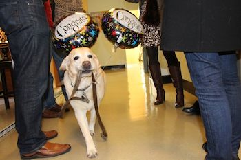 yellow lab with baloons