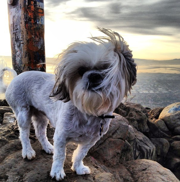 Cassi at Mission Peak Preserve