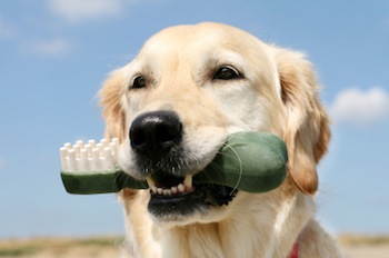 golden retriever with toothbrush