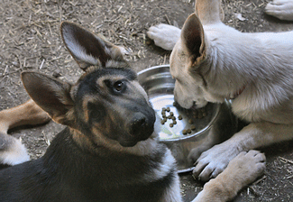 Two dogs eating