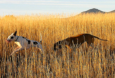 Dogs running in tall grass