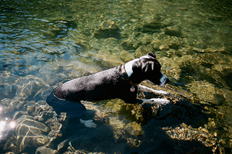 Dog playing in water