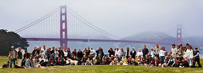 Golden Gate Labrador Rescue Crew