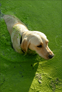 Dog swimming in an algae filled pond