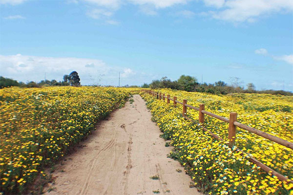 Otay Valley Regional Park trail