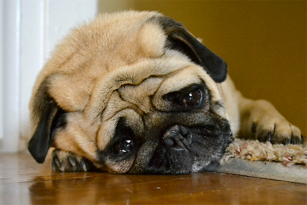 sad dog