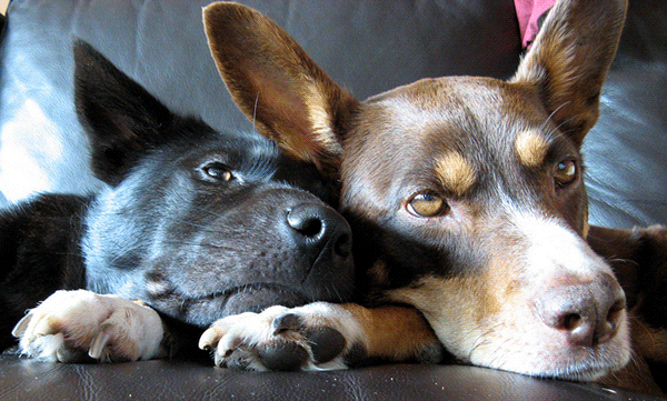 two dogs snuggling on couch