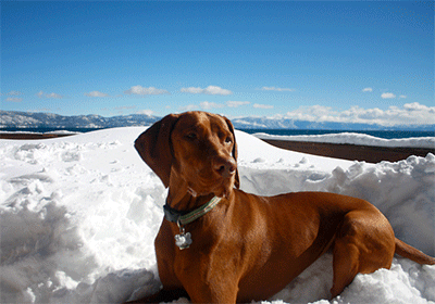 Dog in the snow in Tahoe