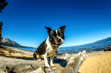 Adorable dog in Lake Tahoe
