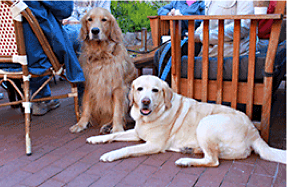 dogs at restaurant in Carmel