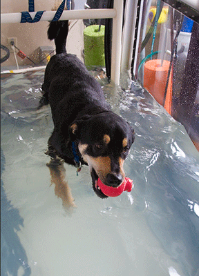 Dog on an underwater Treadmill