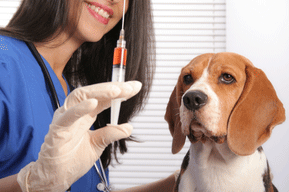 Vet giving a dog a shot