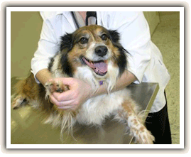 vet holding dogs paw