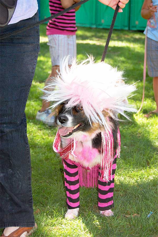 Dog at Bark in the Park 
