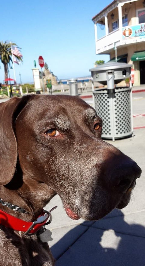 Boomer at Cannery Row