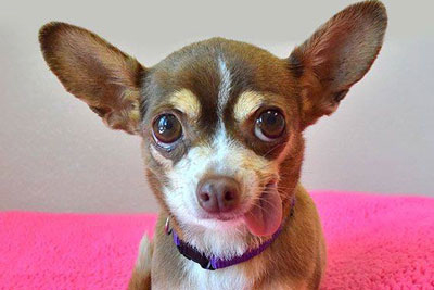 chihuahua posing