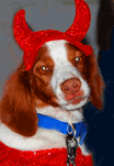 Dog in devil costume