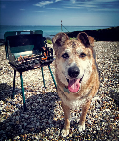 Dog begging for BBQ