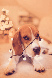 Dog tangled in lights