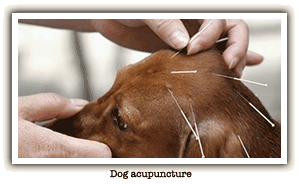 Dog acupuncture