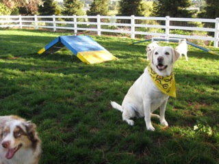 dog park