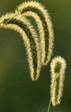 A green foxtail grass