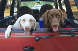 Dogs in a car