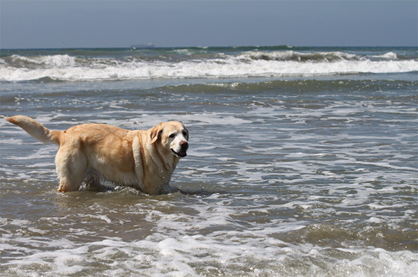 kayla in the surf