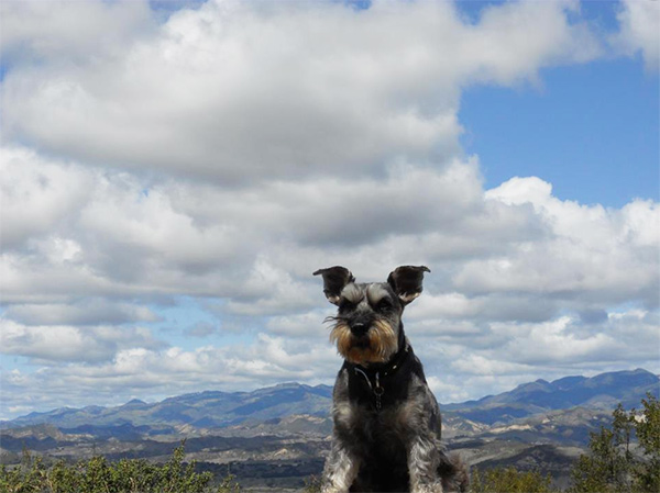 Dog hiking in LA County