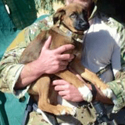 Puppy rescued by a soldier