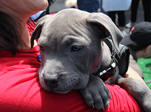 Adorable puppy up for adoption at Rescue Row Event San Francisco