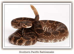 rattlesnake