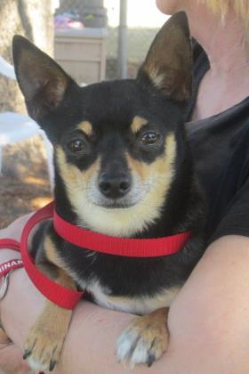 Troy, a chihuahua mix looking for a forever home