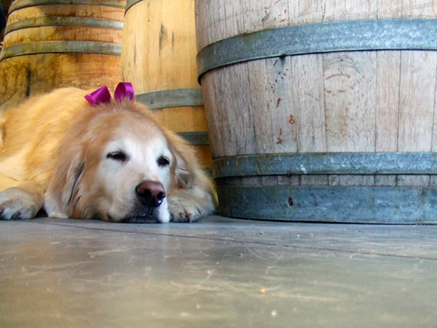 Winery dog