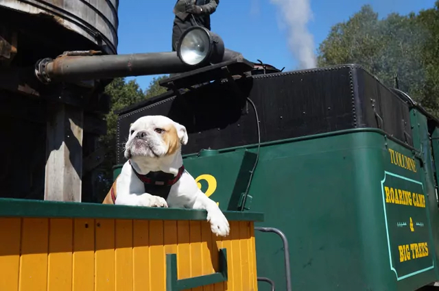 Dog on Roaring Camp Railroad