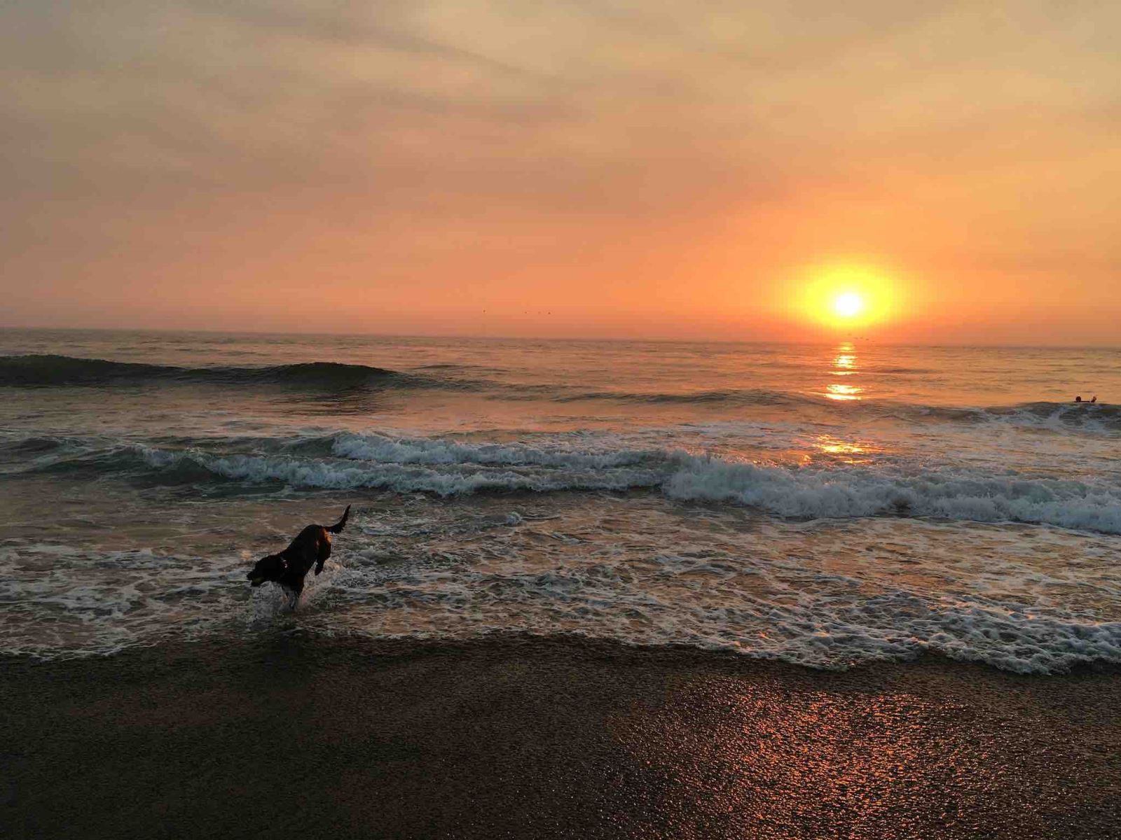 Cooper Enjoys the Sunset at Fort Funston, San Francisco