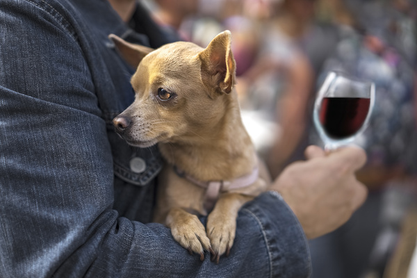 dog at winery