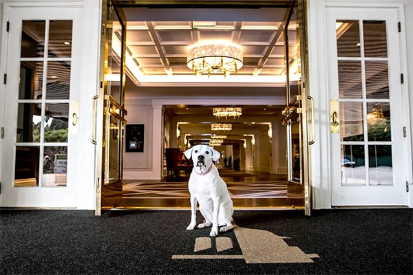 Edie, dog Ambassador at Claremont Club & Spa