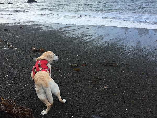 Kayla near the shoreline