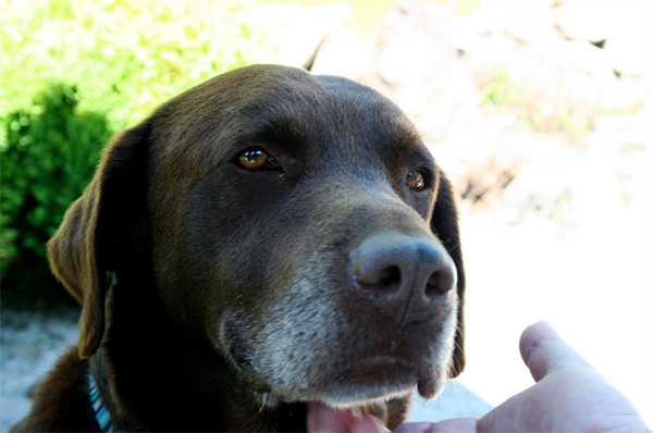 Winery dog, Arista Winery - Photo Credit: Megan Cole (CC)