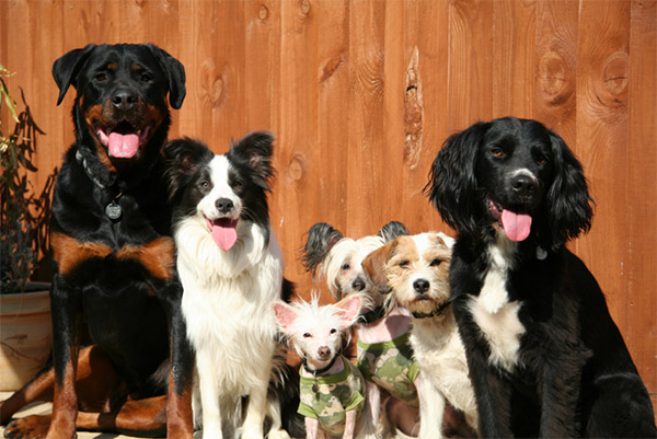 The Gang. Photo Credit: Vicki Warwick (CC)