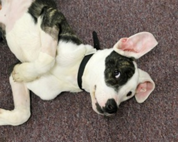 Abbott looking for belly rubs.<br/>Photo courtesy: Humane Society of Tuolumne County