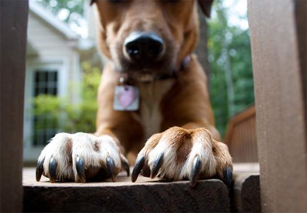 Time for a Doggie-Pedi? Photo Credit: S P Photography (CC)