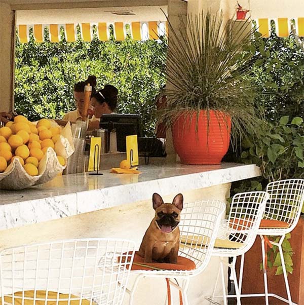 Angus at Parker Palm Springs. Photo Credit: _angusthefrenchie