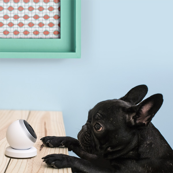 Logi Circle Camera to Dog Adopters in May