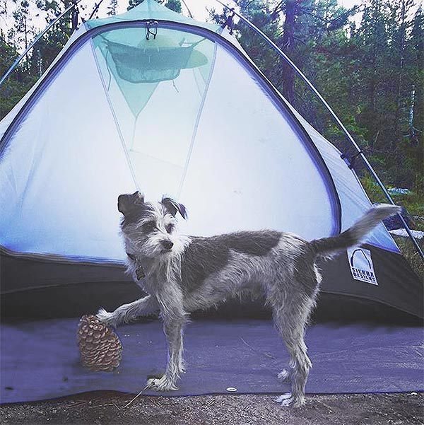 "Dibs on this tent and this pine cone." Photo Credit: Grace Halliday
