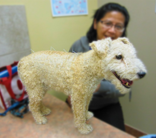 Canine Acupuncture. <br/>Photo Credit: Rhona-Mae Arca (CC)